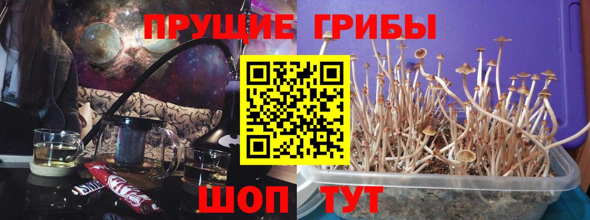 Галлюциногенные грибы GOLDEN TEACHER Пушкино